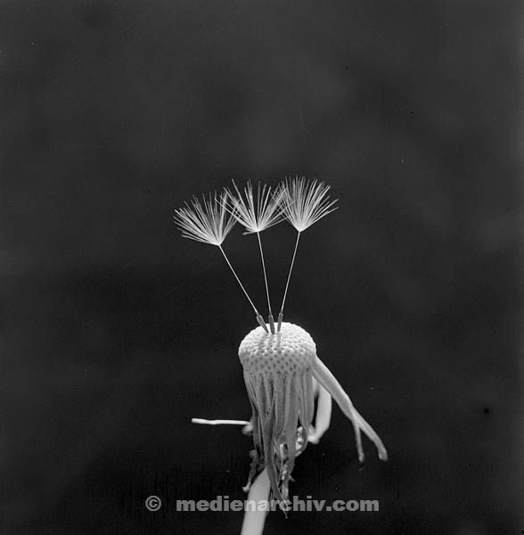 1967. Flora. Pflanzen. Löwenzahn. In Frankreich aufgenommen