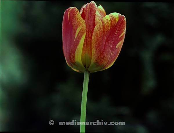 Flora. Pflanzen. Tulpen. Blume