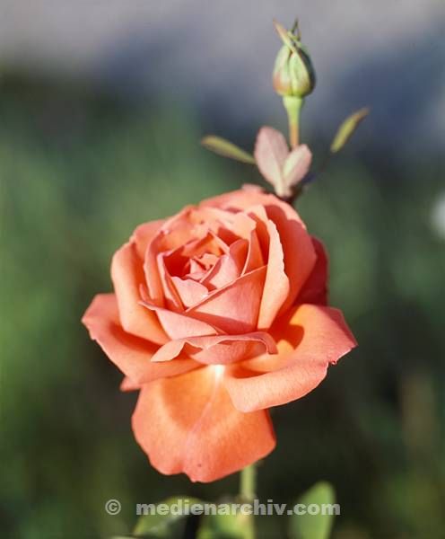 Flora. Pflanzen. Rosen