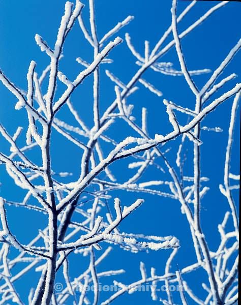 Flora. Pflanzen mit Reif überzogen. Eis. Winter