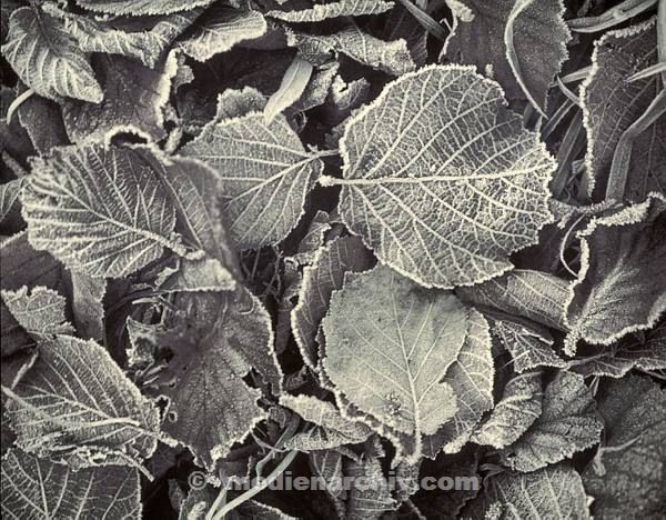 Flora. Pflanzen mit Reif überzogen. Eis. Winter. Blatt. Blätter