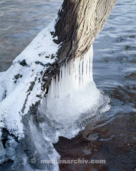 Flora. Pflanzen. Baum mit Eiszapfen. Winter