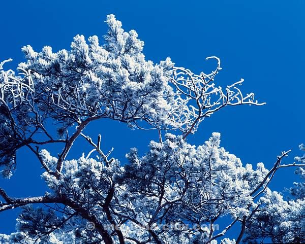 Flora. Pflanzen mit Reif überzogen. Eis. Winter