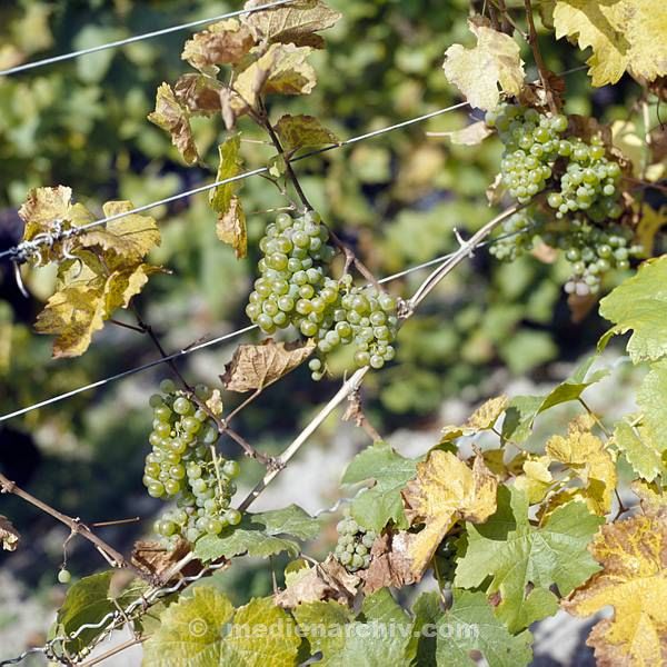Flora. Pflanzen. Weinreben. Weinanbau. Landwirtschaft