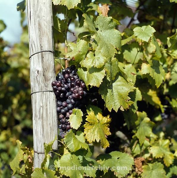 Flora. Pflanzen. Weinreben. Weinanbau. Landwirtschaft