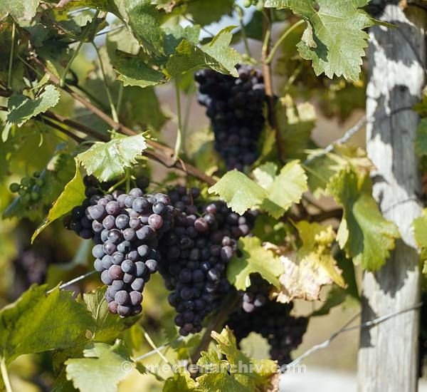 Flora. Pflanzen. Weinreben. Weinanbau. Landwirtschaft