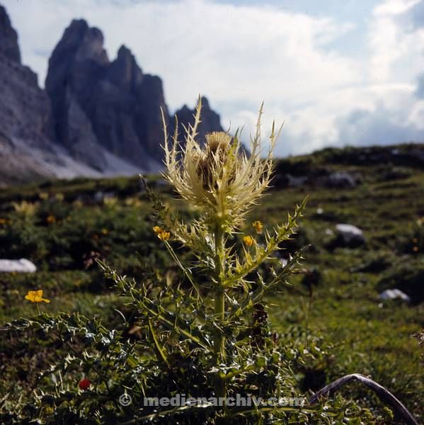 Berge. Flora. Pflanzen