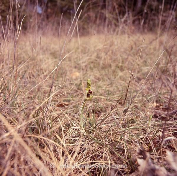 Flora. Pflanzen