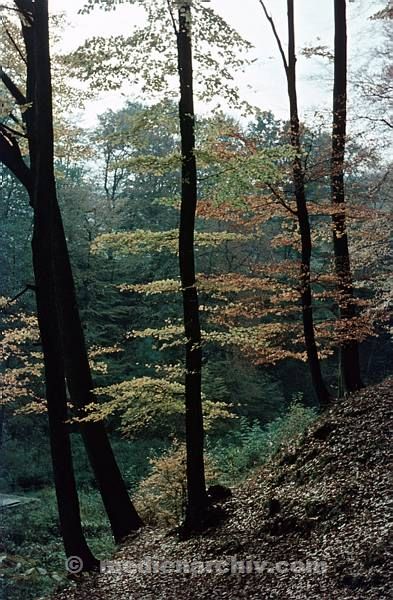 1958. DDR. Hubertusstock.  Jahreszeiten. Wald. Baum. Bäume. Flora. Pflanzen