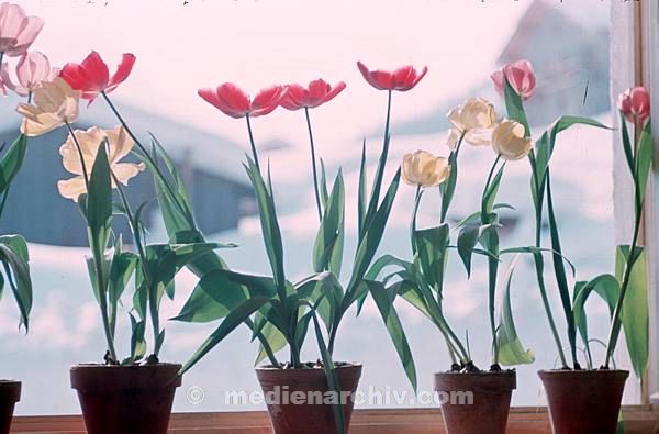 1963. Blumentöpfe auf einer Fensterbank.