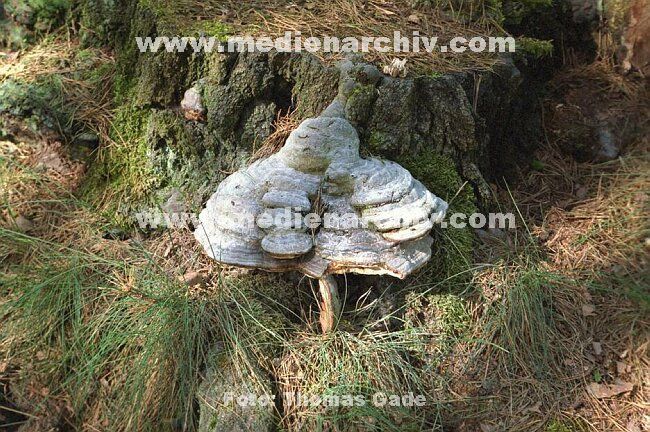 Mai 2002. Brandenburg. Flora / Pflanzen. Pilze. Im Wald bei Tangersdorf