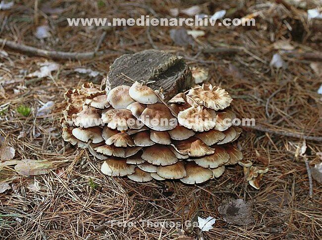 Pilze mushrooms pictures